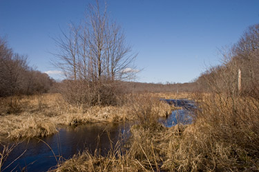 picture of wetland
